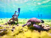 �I�A�[�Y�}�����\���̎ʐ^2