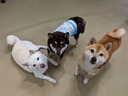 q~ăJtF/GaraMomoCAFE ~KJtF~̎ʐ^2