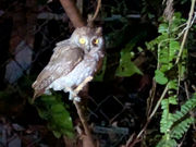 �X�̗d���̎ʐ^4