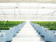 �O�����t�@�[���̎ʐ^2