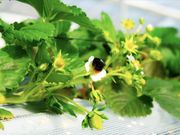 �O�����t�@�[���̎ʐ^3