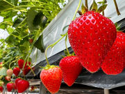 �O�����t�@�[���̎ʐ^2