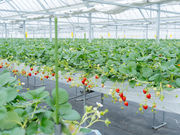 STRAW VILLAGE(�X�g�����B���b�W)�̎ʐ^3