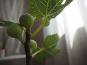 ����ҍH�[�̎ʐ^4