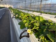 ���т�䕉��̎ʐ^4