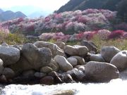 konomi no guide | kiso̎ʐ^3