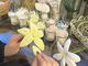 mofu bouquet̎ʐ^2