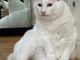 یLJtF Cat Space̎ʐ^4