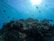 MarinShopCoral̎ʐ^2