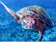 MarinShopCoral̎ʐ^4