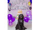 ^JtF PawsFan̎ʐ^4