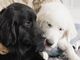 ^JtF PawsFan̎ʐ^3