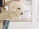 ^JtF PawsFan̎ʐ^4
