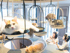 猫カフェ MOCHA モカ 渋谷センター街店の写真1