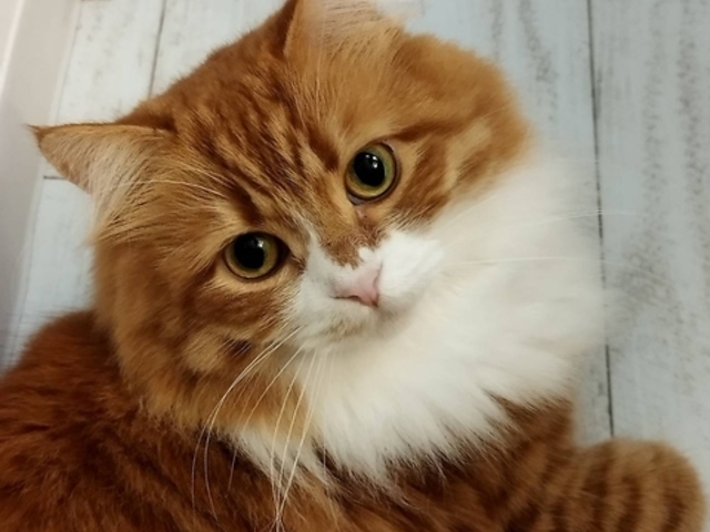 ANIMAL cafe and Bar mofutto�̎ʐ^1