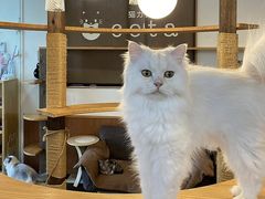 �L�J�t�Fcota�̎ʐ^1