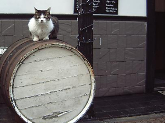 KITTY S BAR LeBYo[̎ʐ^1