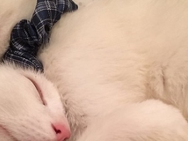 �ی�L�i�� �v�ɂ�񂱒��̎ʐ^1