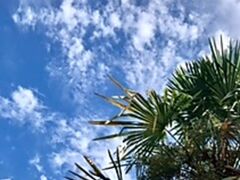 �A���J���V�G���̎ʐ^1