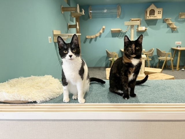 LJtF L`̒ Cat Cafe Meow Legend̎ʐ^1