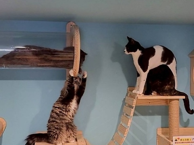 �L�J�t�F �L�`���̒� Cat Cafe Meow Legend�̎ʐ^1