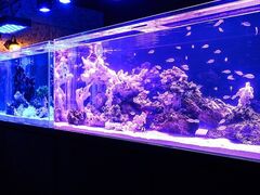 �A�N�A���E��&BAR Numbar M �i���o�[�G���̎ʐ^1