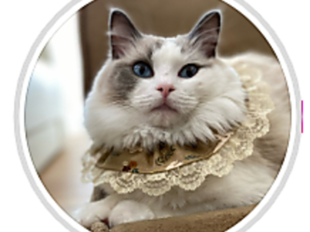 LJtFNEKOTAMA-minimum̎ʐ^1