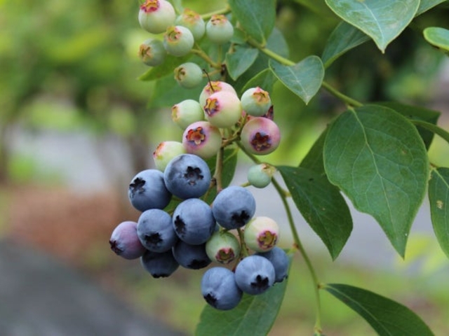 �x���[�R�e�[�W