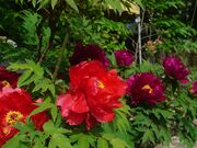 ���ю��̎ʐ^2