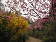 ��`�ԎR�̎ʐ^2