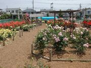 ���˃��[�Y�K�[�f���̎ʐ^2