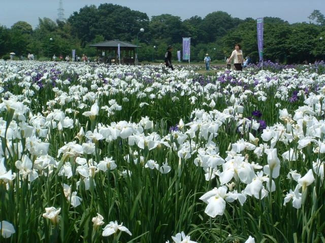 �n�i�V���E�u_�ʕ{������ (�n�i�V���E�u)