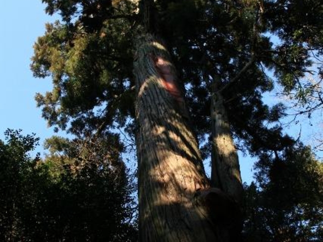 ��ΐ_�Ђ̑吙�̎ʐ^1