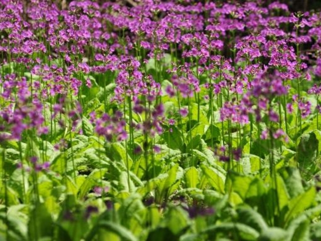 ���I�A�R�̃N�����\�E�Q���̎ʐ^1