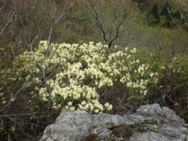 OgRs̃qJQccW̎ʐ^1