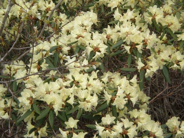 �O�g�R�s�̃q�J�Q�c�c�W�̎ʐ^2