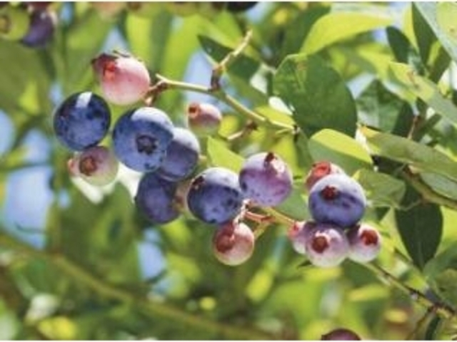 �u���[�x���[���i�Ԃ̗��E��Y����_���j�̎ʐ^1