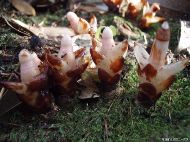 ���b�R�\�E�����n�̎ʐ^1