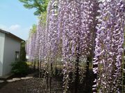 �]��̓��̎ʐ^1