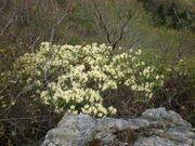 �O�g�R�s�̃q�J�Q�c�c�W�̎ʐ^1