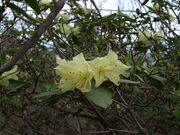 OgRs̃qJQccW̎ʐ^3