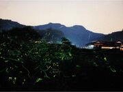 �ق���̗��̎ʐ^1