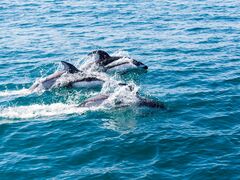 �C���J�E�H�b�`���O�̎ʐ^1