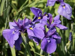 �k���ԏҊ����̎ʐ^1