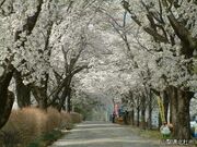 �����̍����؂̎ʐ^1