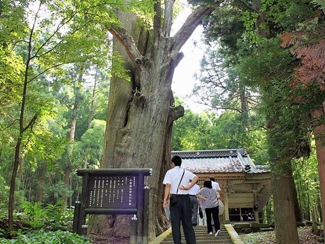 �������R�_�ЉW���̎ʐ^1