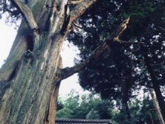 �������R�_�ЉW���̎ʐ^1