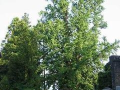 長恩寺のオハツキイチョウの写真1