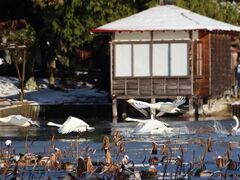 �ٓV�����v�����̎ʐ^1