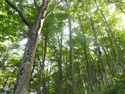 �������̎ʐ^2